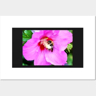 Bumble Bee Pollinating Pink Flower Posters and Art